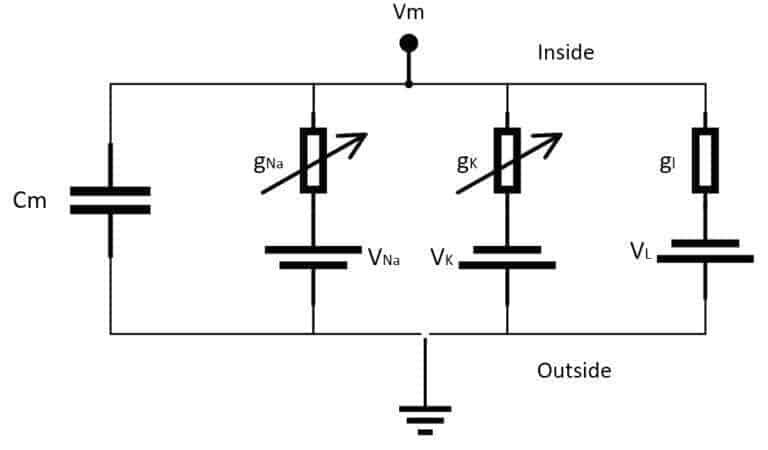 Hodgkin-Huxley electrical model