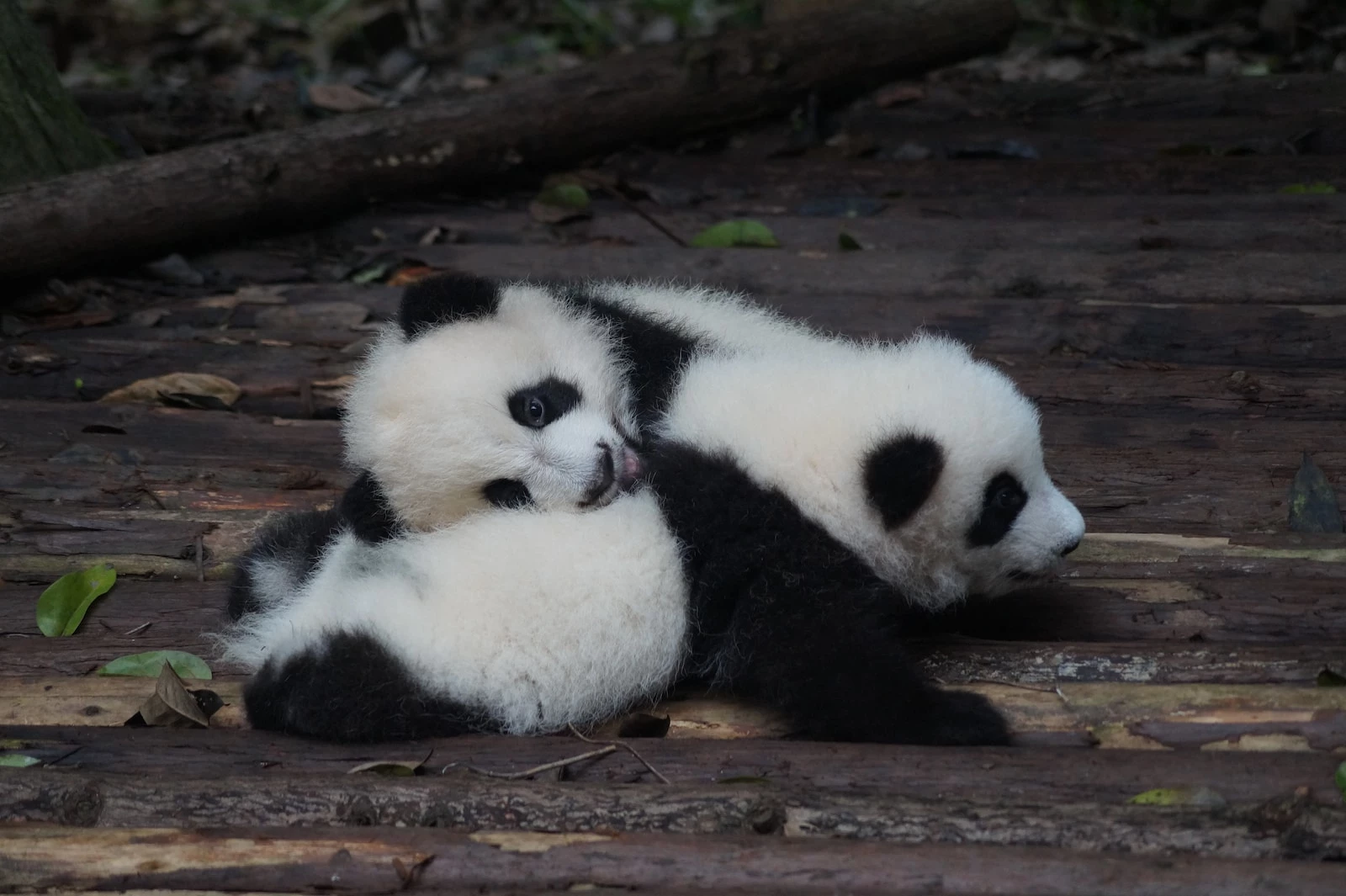 due panda bianchi e neri