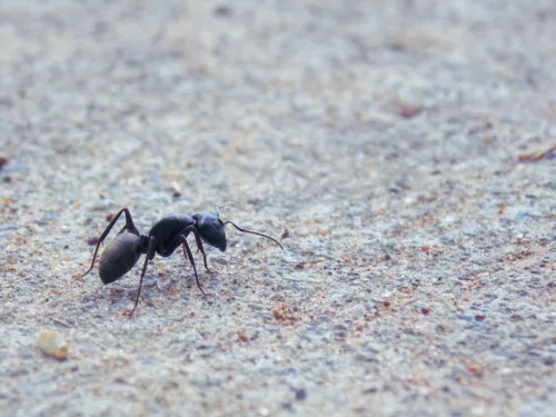 Una formica